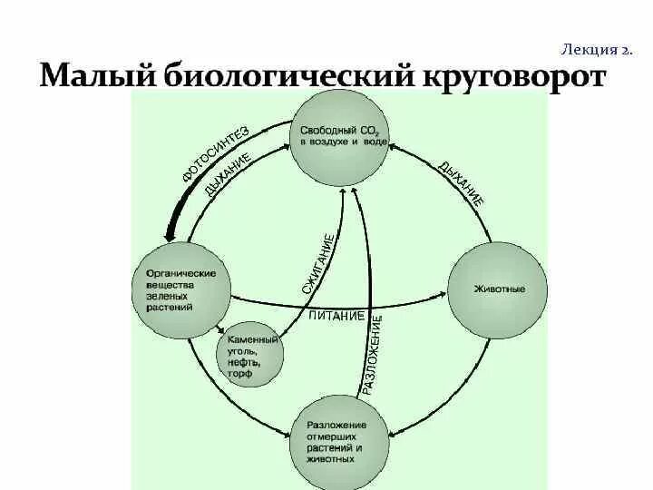 Какую роль в природе играют биологический круговорот. Биотический круговорот веществ в природе. Малый биотический круговорот веществ. Малый биологический круговорот схема. Биотический круговорот веществ схема.