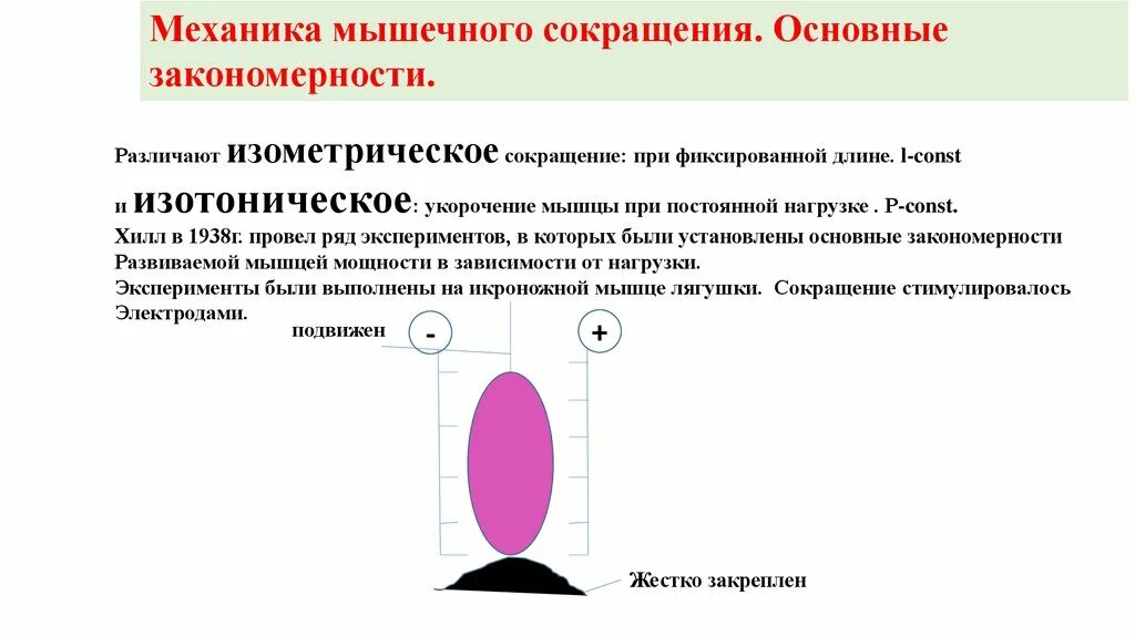 Эффективность работы мышц. Сокращение мышц. мышечное сокращение. изометрическое сокращение мышц. изотоническое сокращение мышц это.