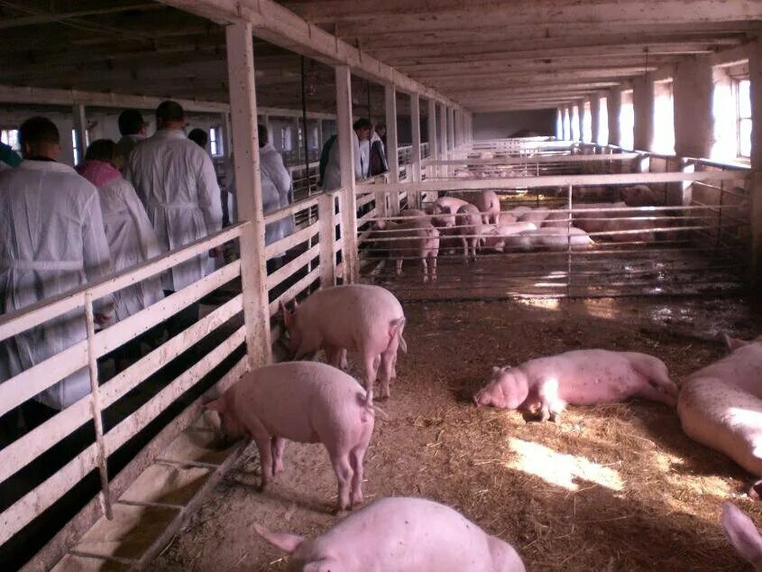 Свинарник откормочник. Загородки для свиней. Свиноферма. Свинарник откормочник. Стайка для свиней.