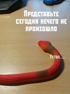 Койл на миде