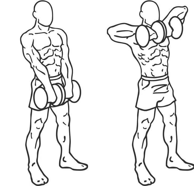 Система гантелями. Подъем гантелей к подбородку стоя. Тяга гантелей к подбородку стоя. Упражнения с гантелями стоя. Упражнения с гантелями рисунки.