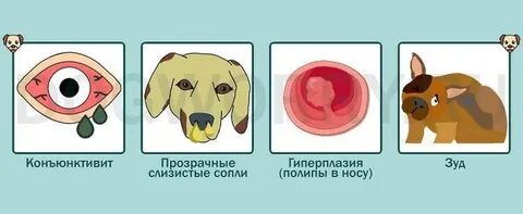 У собаки текут сопли из носа