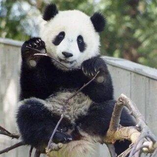 Panda net
