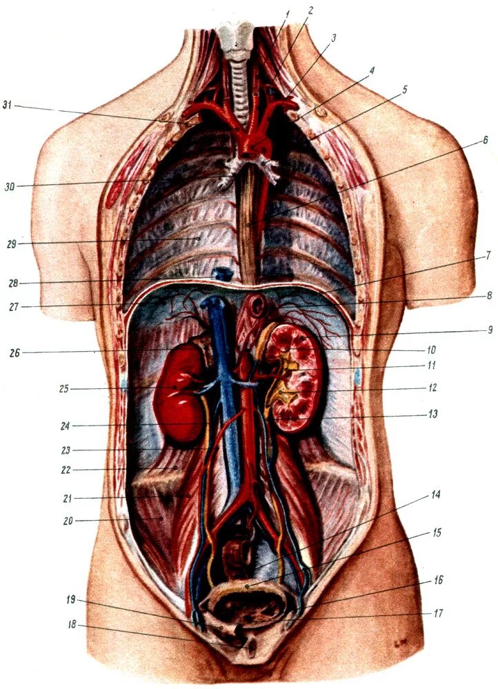 Фото анатомии человека женщин внутренних органов