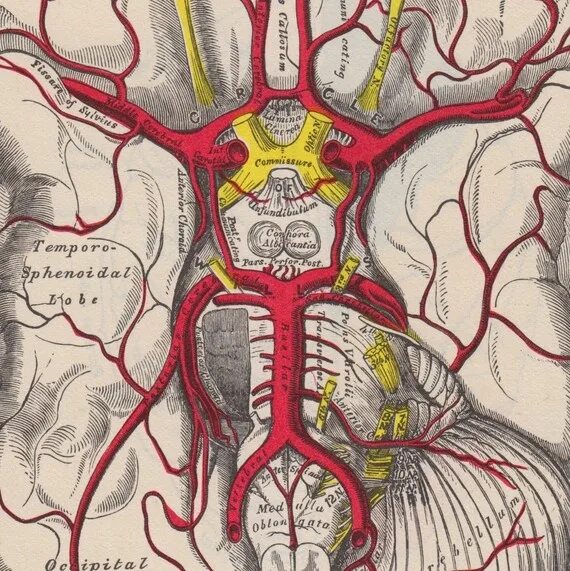 Интракраниальные артерии головного мозга. Позвоночная артерия анатомия кт. Позвоночная артерия анатомия ветви. Позвоночная артерия анатомия атлас. Анатомия левой позвоночной артерии.