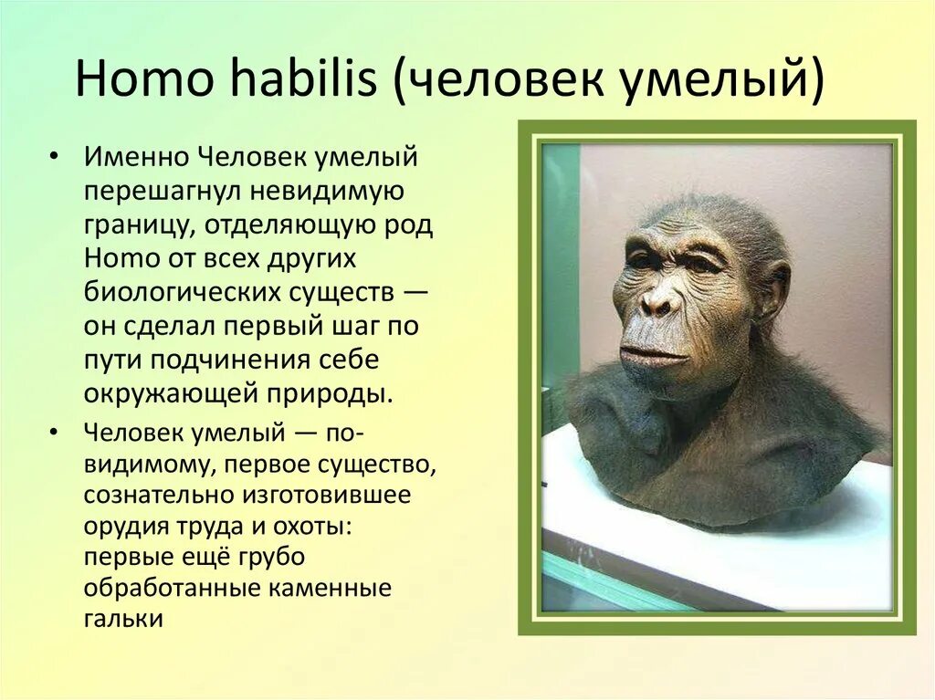 Человек умелый где жили. Хомо хабилис. Человек умелый (homo habilis, homo rudolfensis) жилище. Человек умелый хомо хабилис. Хомо хабилис австралопитек.