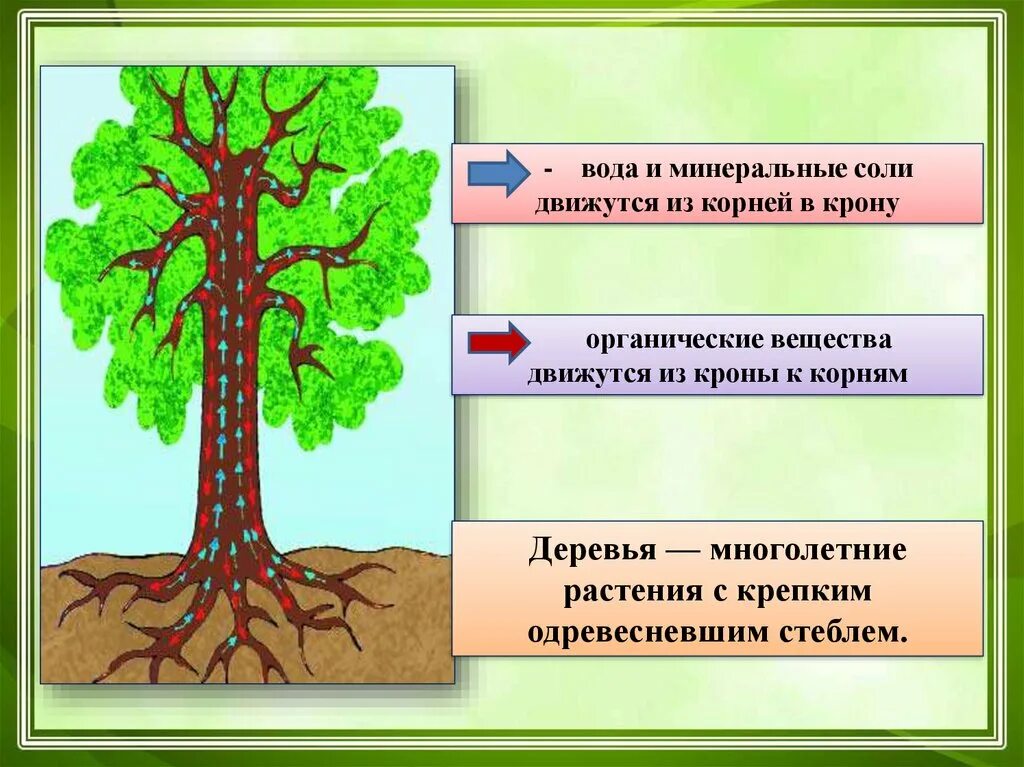 Вода ми Минеральные соли. Передвижение органических веществ в растении. Минеральные вещества передвигаются в растении по. Транспорт веществ у растений. От листьев к корню органические вещества передвигаются