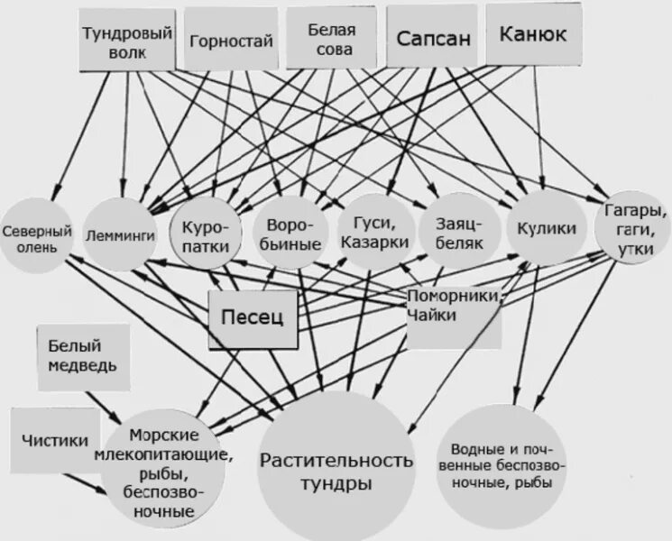 Схема цепи питания характерной для тундры. Пищевая сеть тундры. Пищевая сеть тундры схема. Схема цепи питания в тундре. Пищевая сеть питания