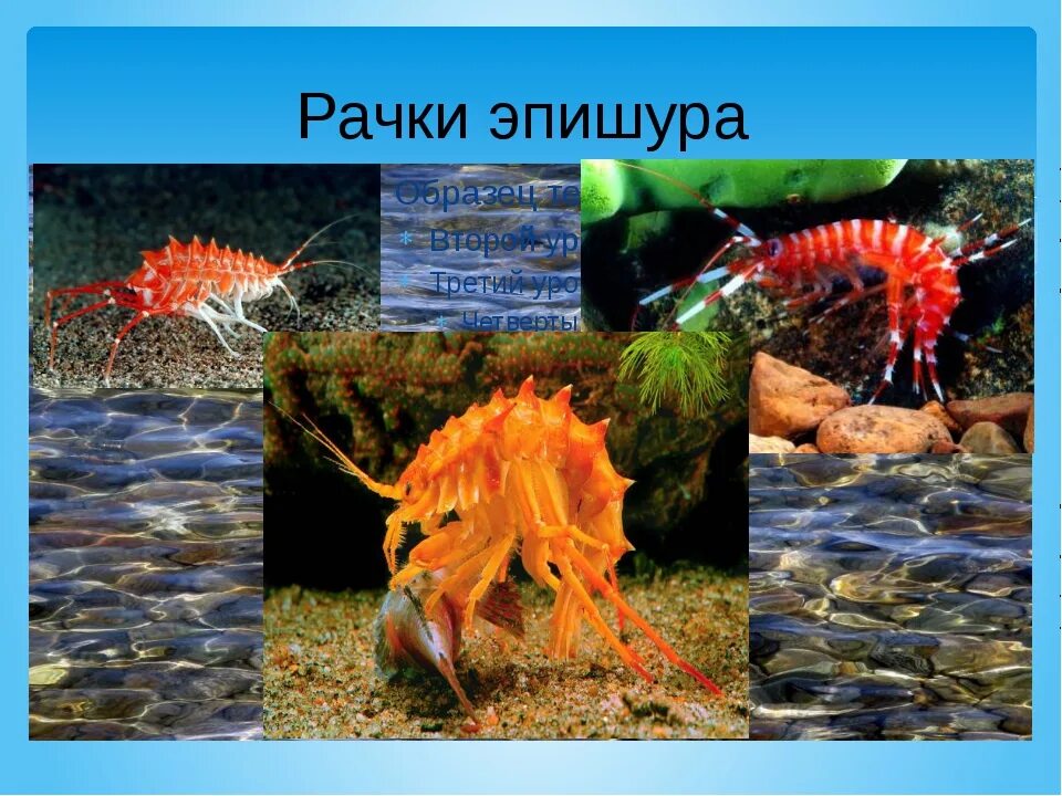 Санитары байкала. Байкал рачок эпишура. озеро байкал эпишура. озеро байкал рачок эпишура. эндемики байкала рачки.