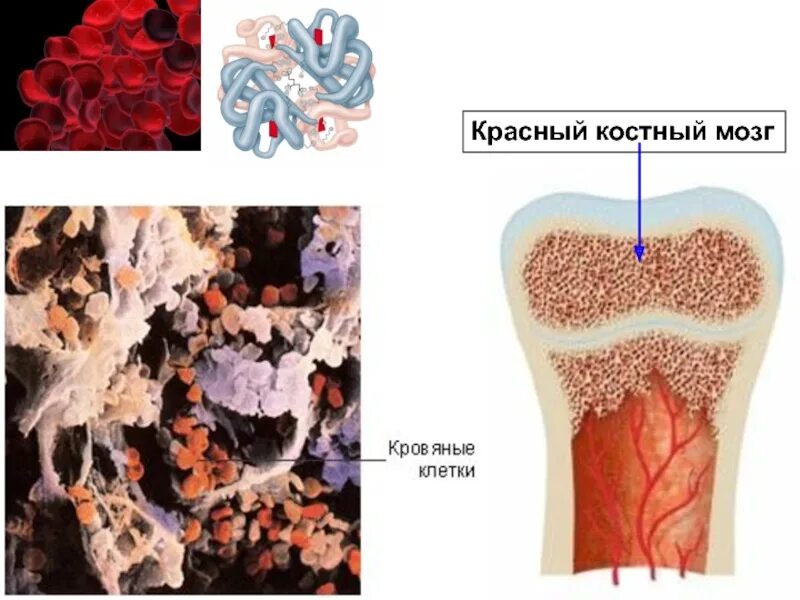 Заполнена красным костным мозгом. Желтый костный мозг препарат. Строение кости красный костный мозг. Кроветворный костный мозг. Основа красного костного мозга.