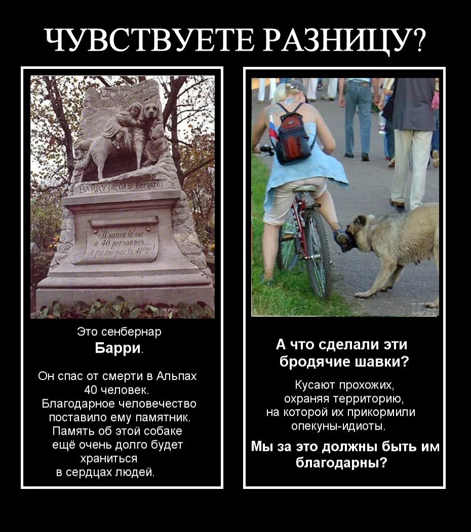 Животные ненавидят людей. Люди ненавидящие собак. Животные ненавидят людей. Ненавижу людей люблю собак. Шутки про зоозащитников.