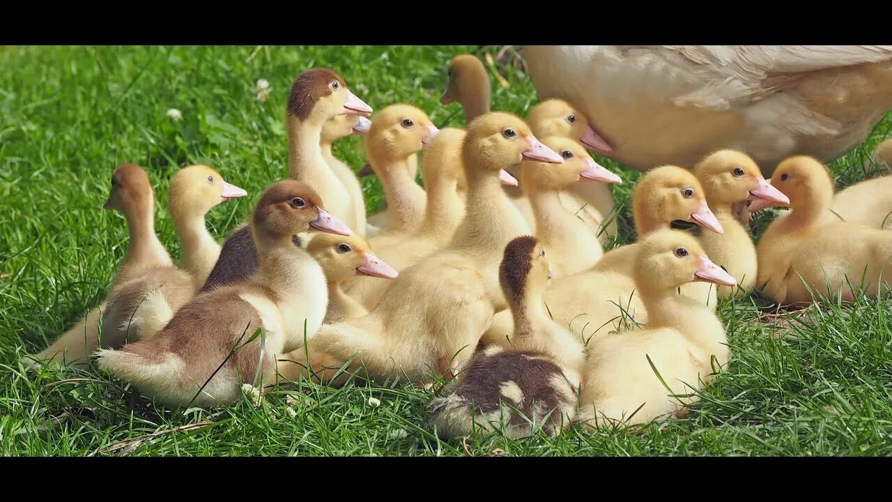 Muscovy chocolate duck. Утки гуси кролики. Утки гуси кролики. Утята муларды. Утка тушка.