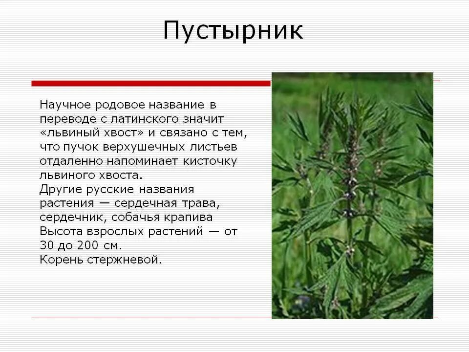 Пустырник сообщение. Пустырник описание для детей 2 класса. пустырник цветок описание. пустырник растение описание. лечебные растения красноярского края.