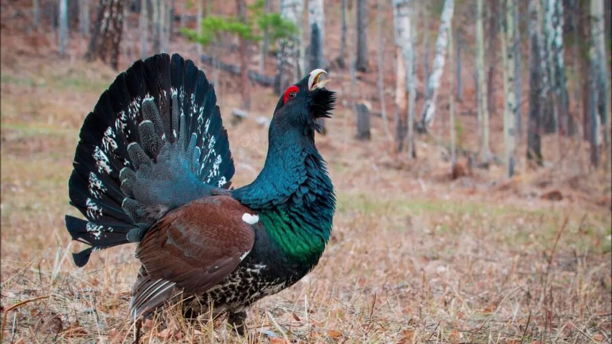 тетерев и глухарь. приокско-террасный заповедник глухарь. глухарь и глухарка внешние отличия. картинка тетерев и глухарь отличиях. глухарь птица самка.