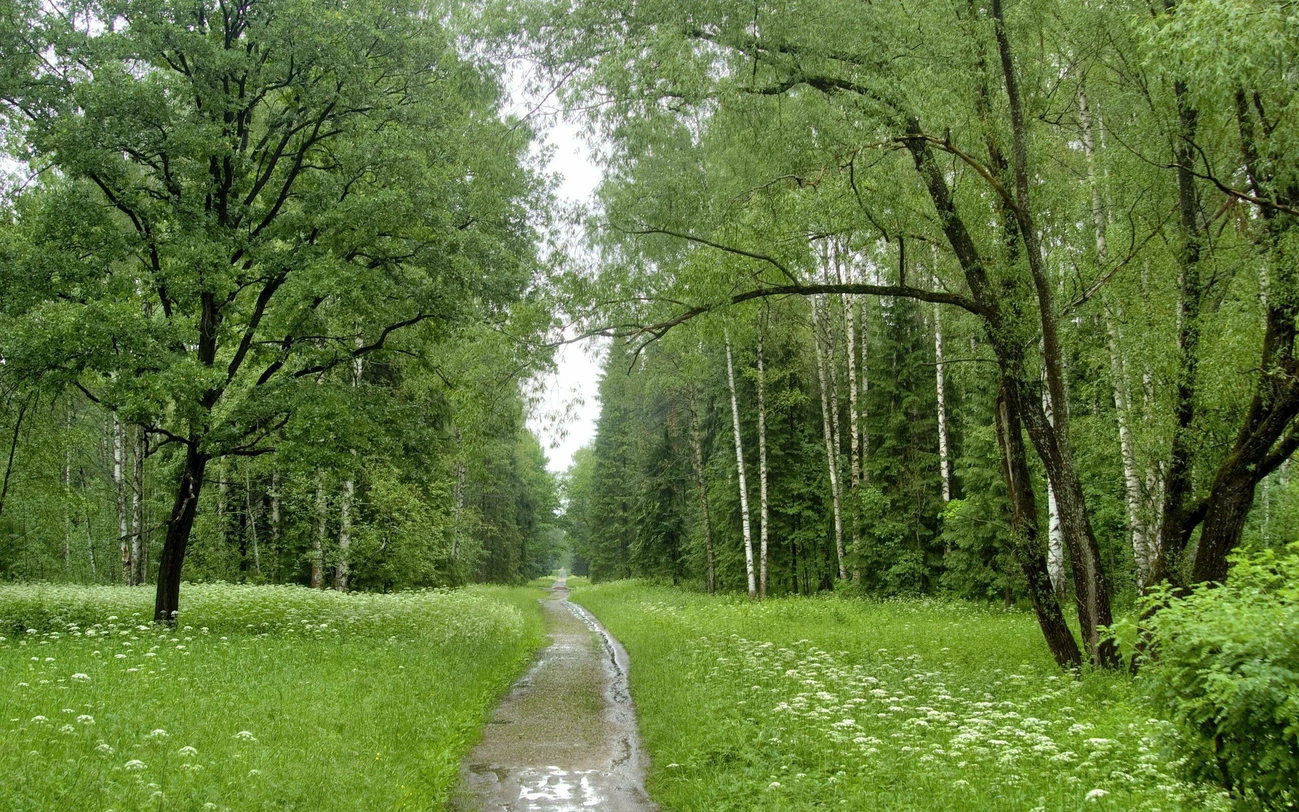 Березовый лес. Летний дождь в лесу. Роща после дождя. Лесная тропинка после дождя. Роща после дождя.
