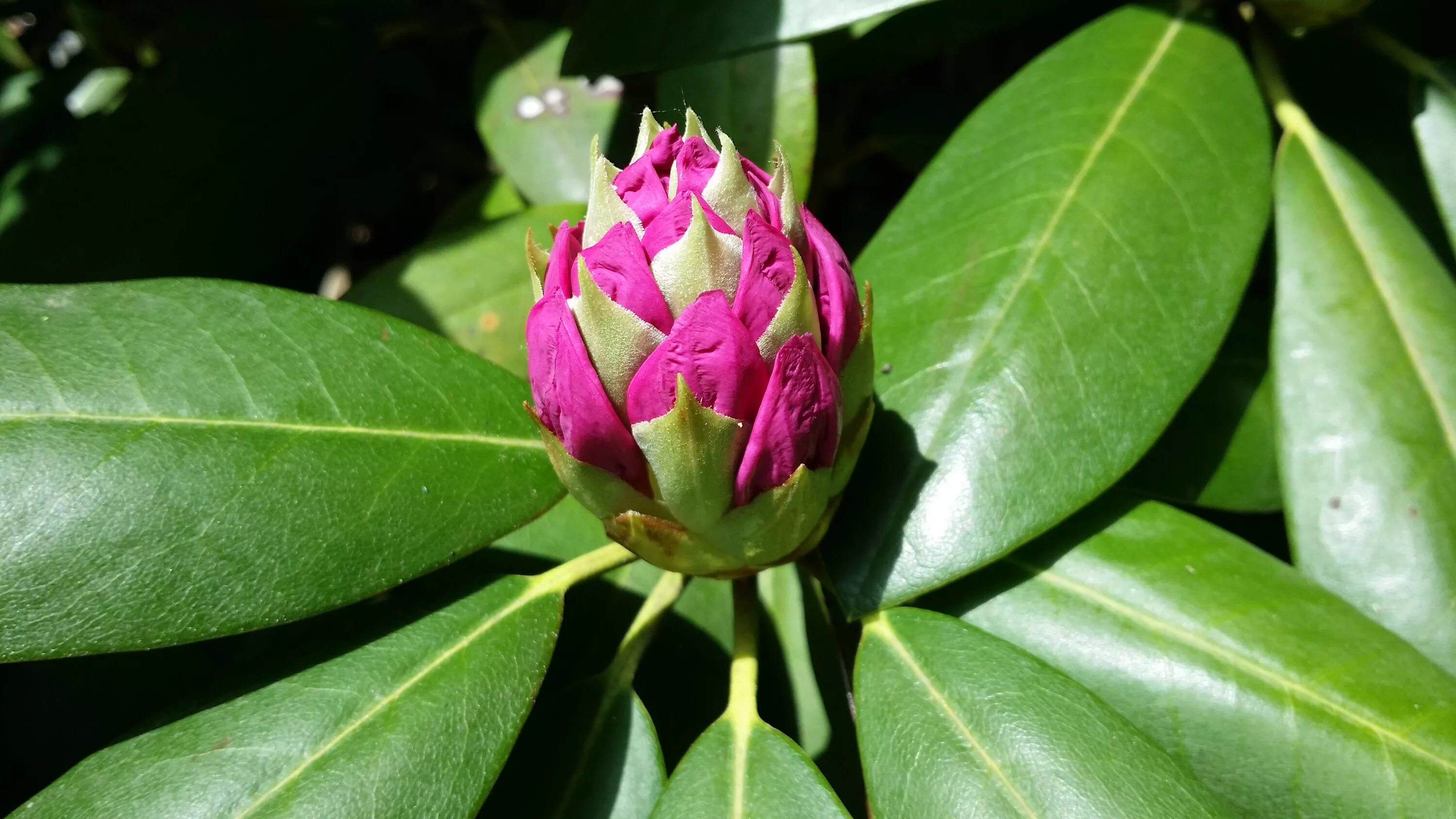 Laurus Nobilis Plant / Sweet Bay Leaf Tree: How To Grow A Bay Leaf Tree / Laurus