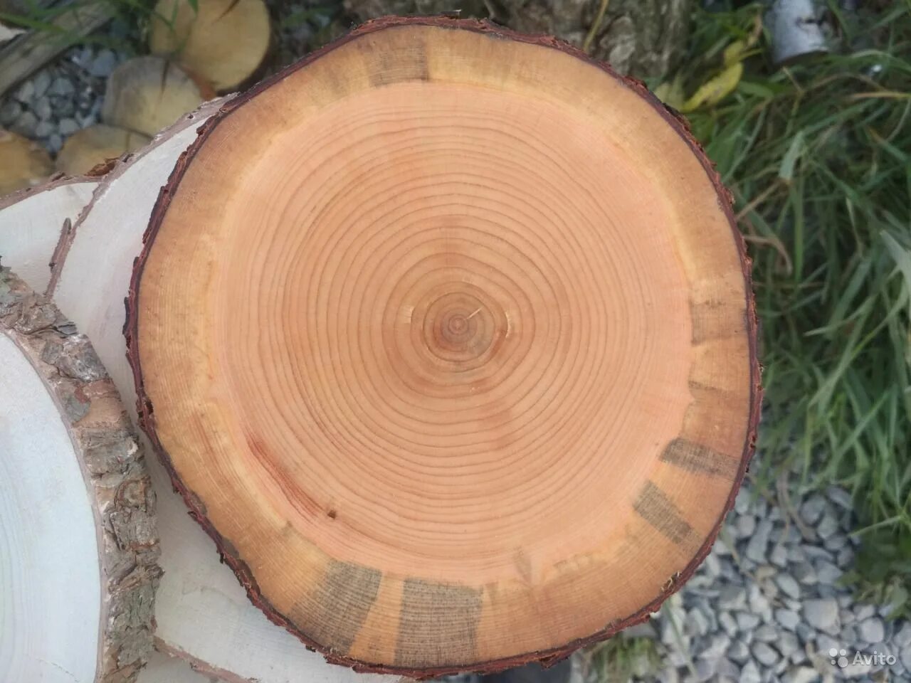 Спил ольхи. Ольха черная спил. Ольха срез древесины. ) gaertn. Спил ольхи.