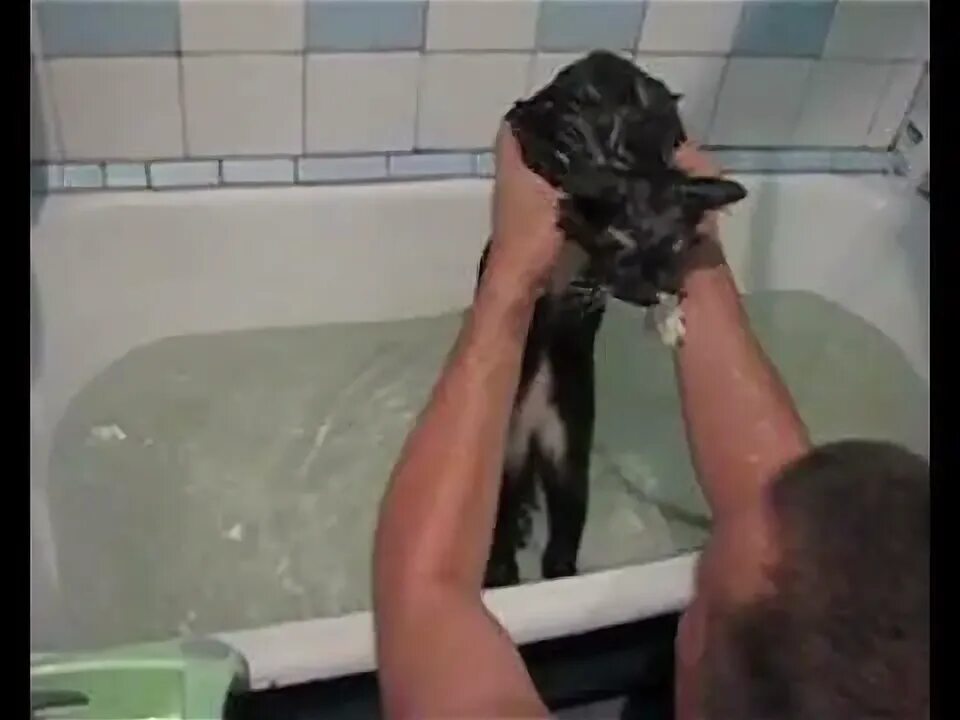 Говорящий кот в ванной. Купание кота в ванной нормально. Кот говорящий нормально в ванной. Мужчина купает кота. Видео кота в ванной