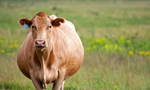 Long cow
