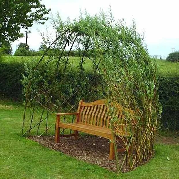 Живая беседка ива. Беседка из ивы. Берсо из ивы. Пергола для ивы. Ива плакучая беседка.