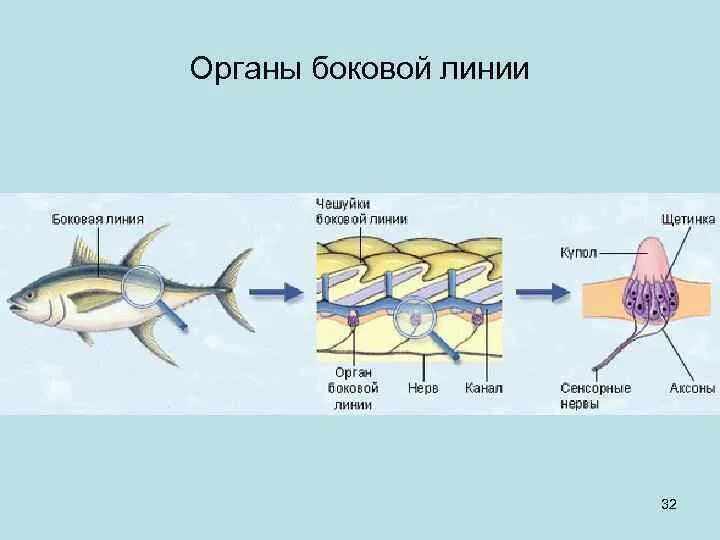 Особый орган чувств боковая линия. Боковая линия орган чувств у рыб. Боковая линия у костных рыб. Строение органа боковой линии. Строение боковой линии у рыб.