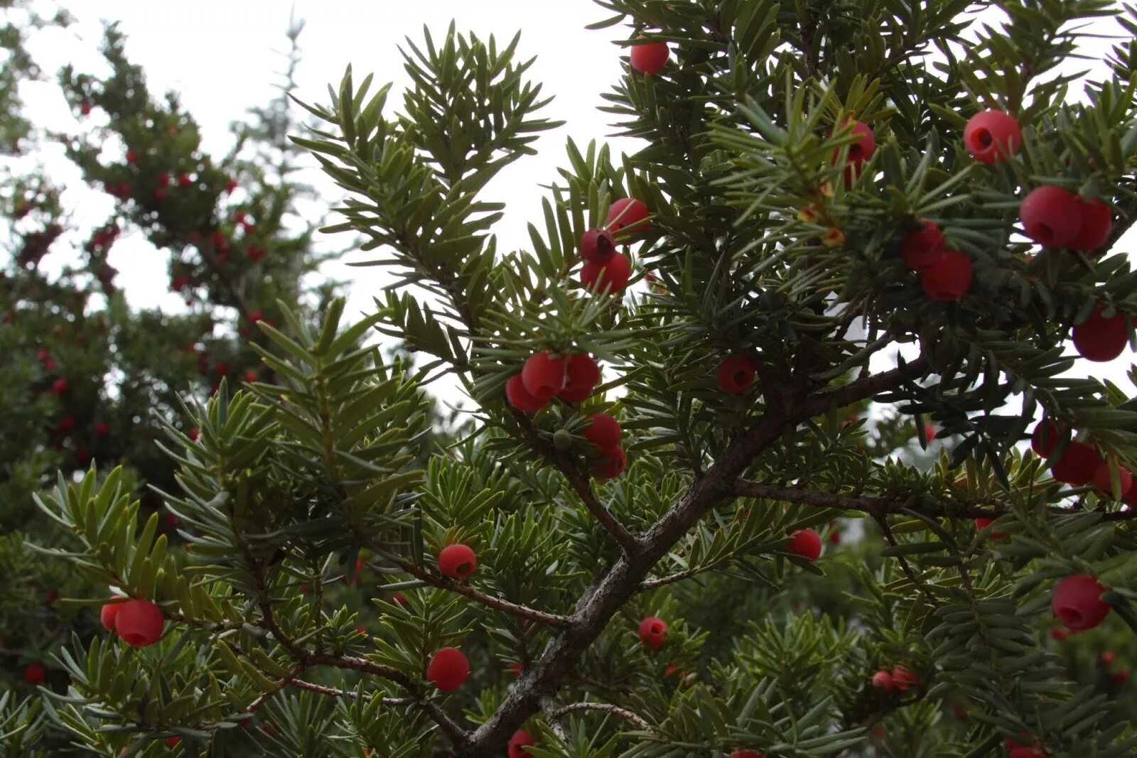 Ис тис. Тис ягодный дерево. Тис ягодный Taxus baccata. Тис ягодный кавказский заповедник. Тис Taxus baccata 'David'.