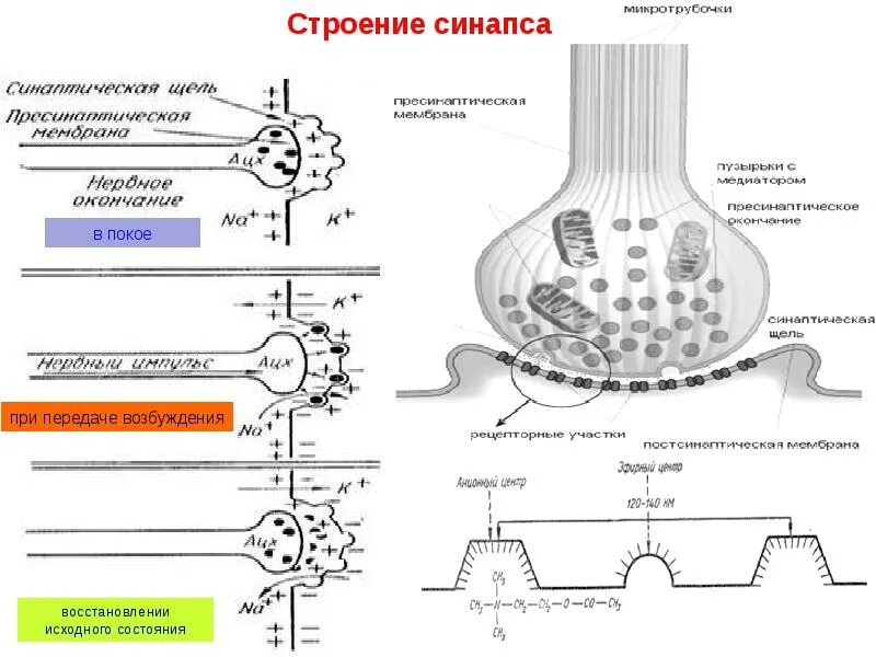 Синапс представляет собой. Схема синапса и синаптической передачи нервного импульса. медиаторы передачи возбуждения в синапсах. структура и функции синапсов цнс схема. схема химического синапса цнс.
