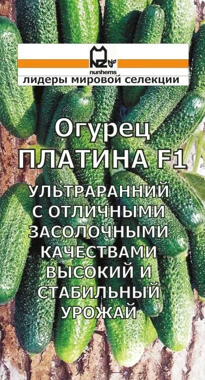 Огурец платина отзывы. Сорт огурцов платина. огурец платина престиж. огурцы куколка семена. огурец платина фото.