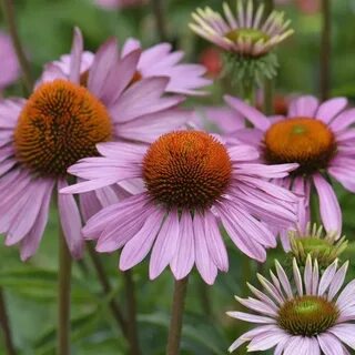 Эхинацея пурпурная echinacea purpurea