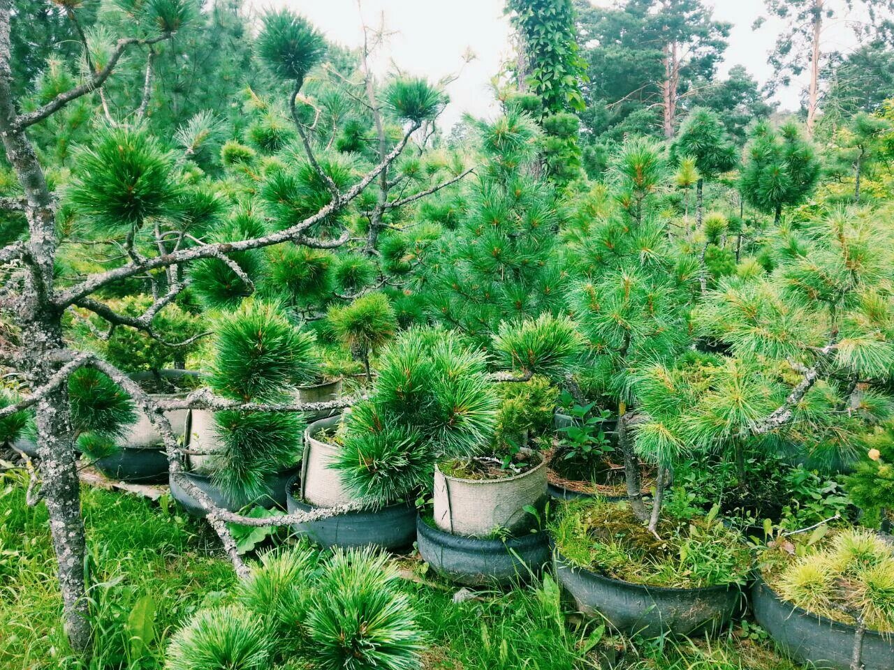 Кедр в подмосковье. Кедровый стланик в сибири. кедр сибирский питомник. кедровый стланик томск. кедровый стланик в тайге.