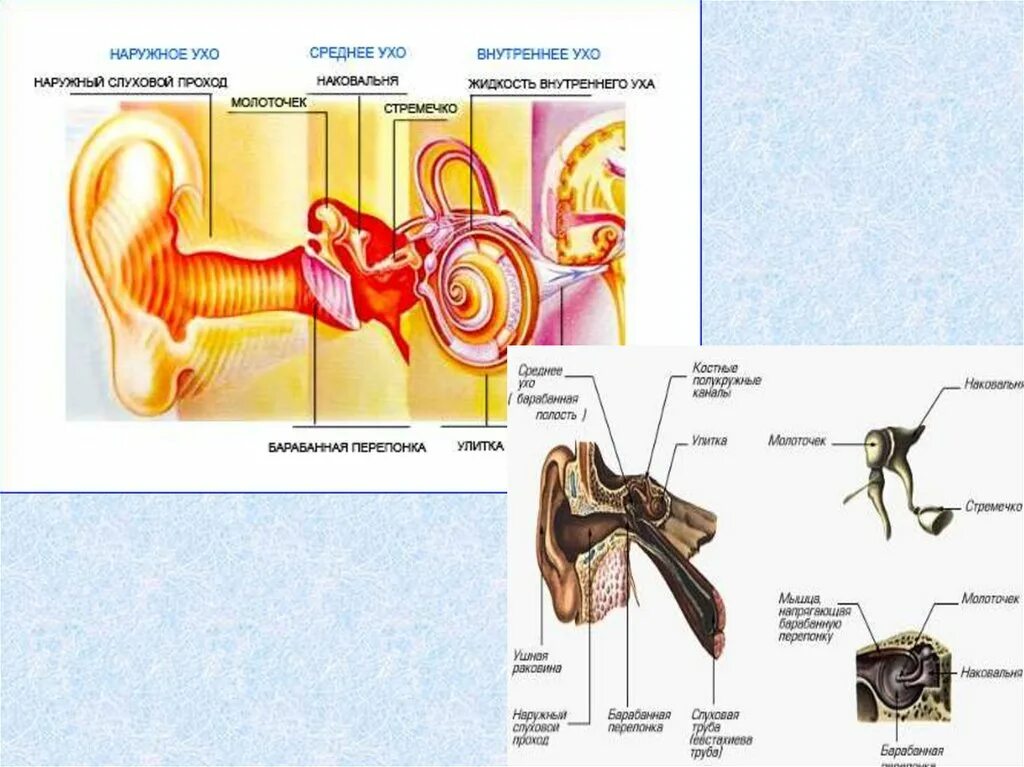 Изучение строения органа слуха на муляже. Слуховой анализатор и орган слуха анатомия. Слуховой анализатор строение и функции. Строение строение слухового анализатора. Схема слухового анализатора анатомия.