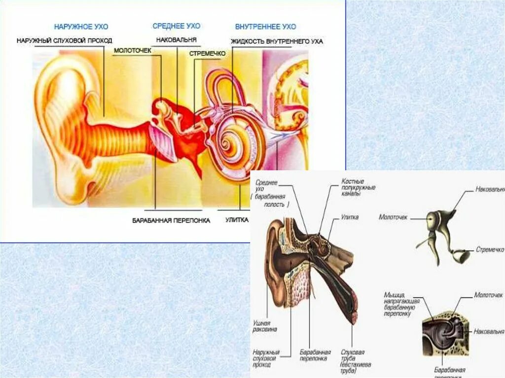 Слуховая труба вестибулярный аппарат. Слуховой анализатор и орган слуха анатомия. Слуховой анализатор строение и функции. Строение строение слухового анализатора. Схема слухового анализатора анатомия.
