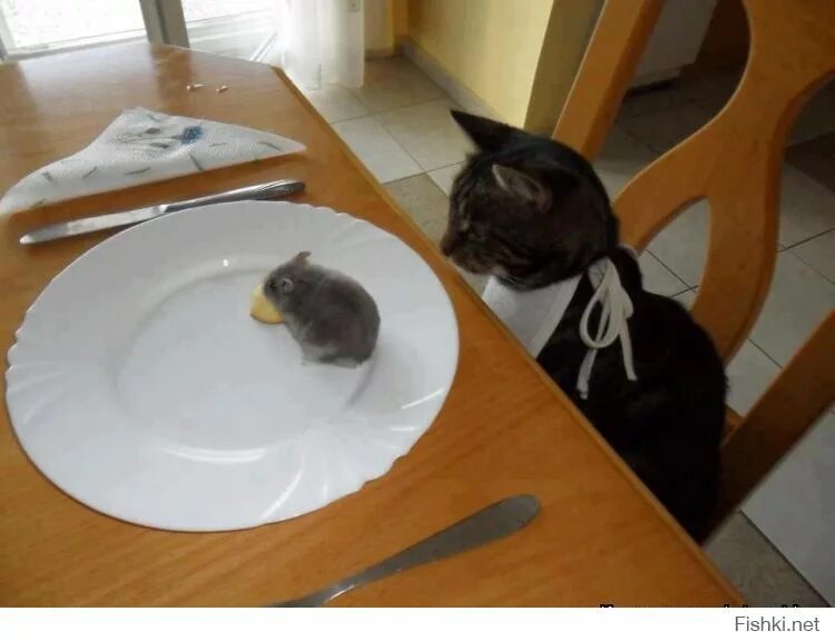 Мышь коту на обед. Котик обедает. Перекус на ходу. Кот быстро ест. Котик с едой.