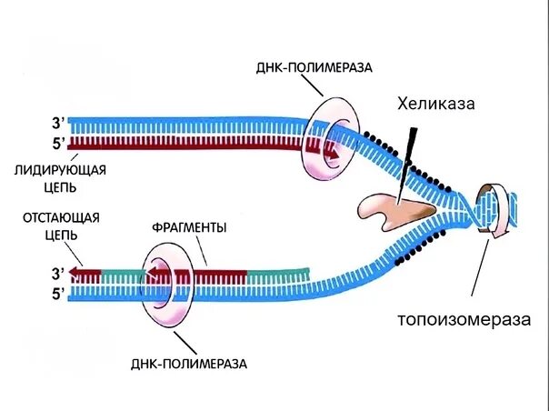 Фермент хеликаза. Хеликаза и топоизомераза. Хеликаза в репликации. Хеликаза и полимераза. Репликация ДНК хеликаза.