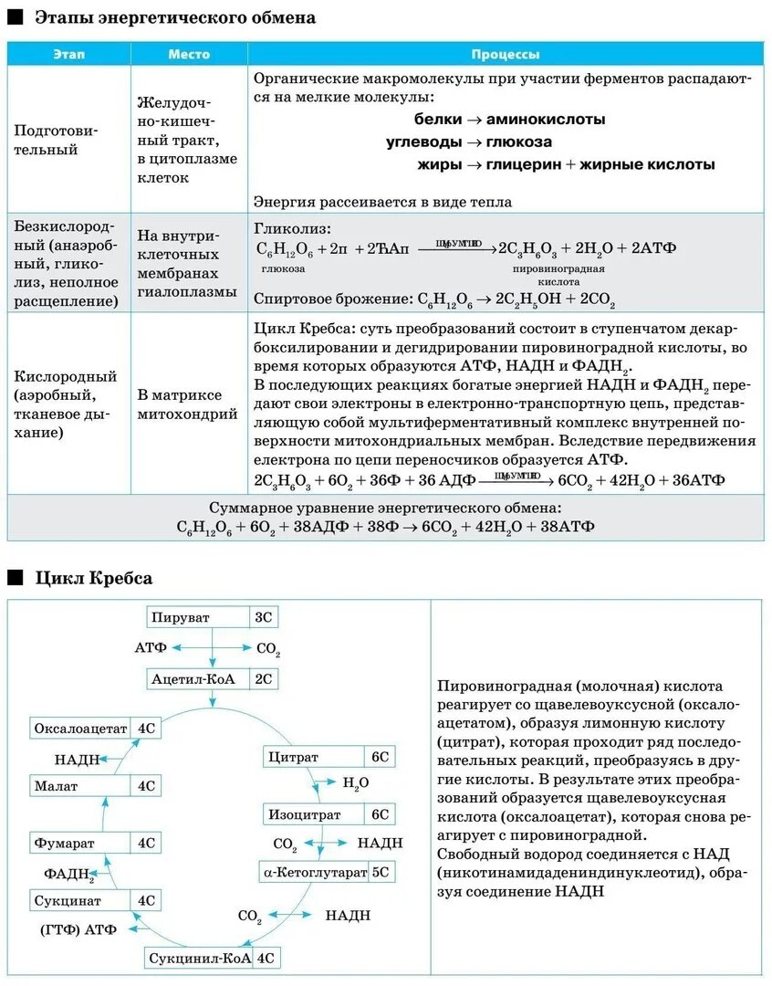 Третий этап энергетического. Этапы энергетического обмена таблица ЕГЭ. Схема энергетического обмена ЕГЭ биология. Энергетический обмен схема ЕГЭ. Процессы энергетического обмена цикл Кребса.