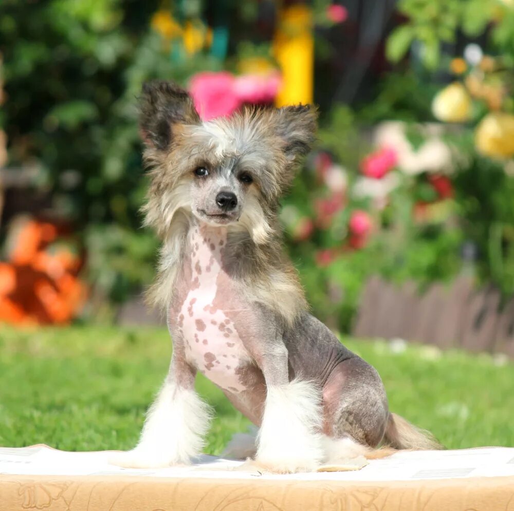 Chinese-crested-dog-pair Chinese crested dog, Chinese crested, Hairless dog