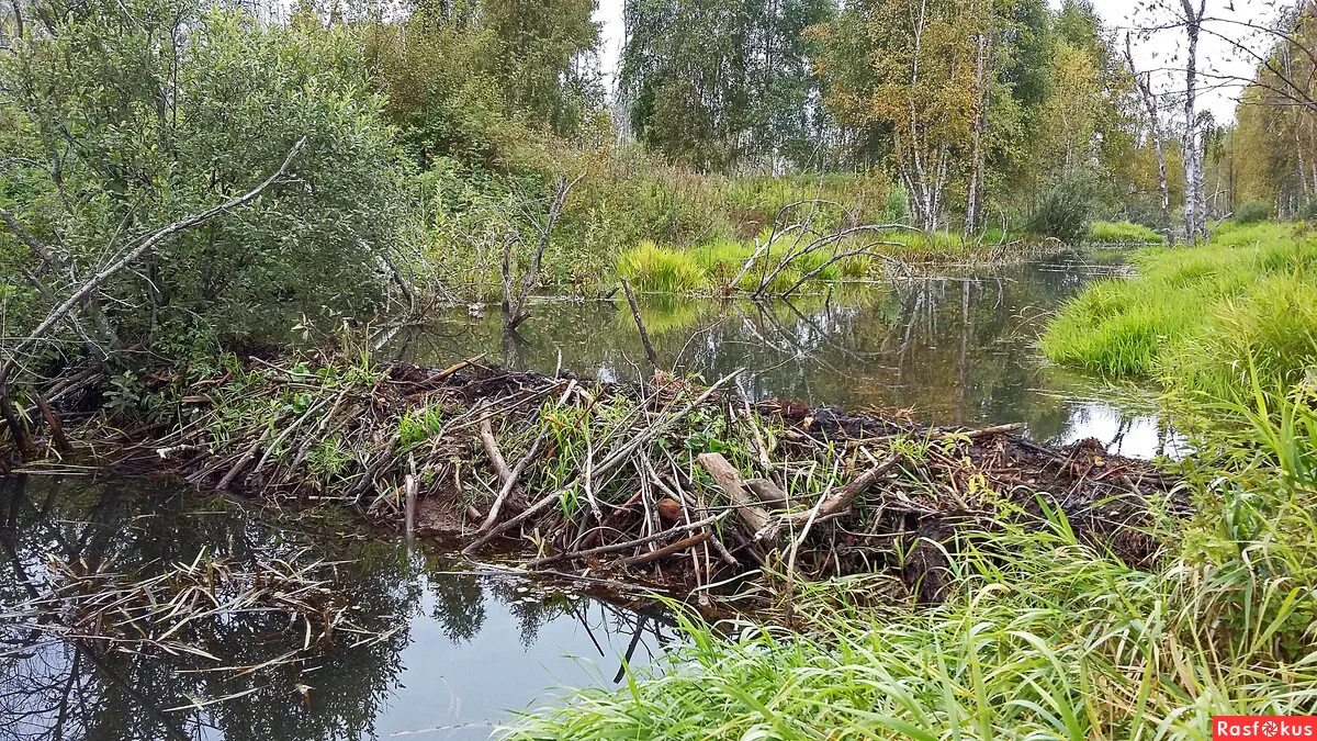 строительство плотины бобрами. запруда бобров на реке. запруда на реке. бобры хатка. бобры строят плотину.