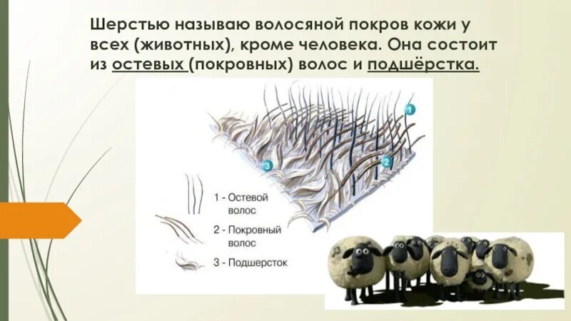 I шерсть волосяной Покров животных. Строение шерсти зверей. Строение шерсти млекопитающих. Структура шерсти животных.