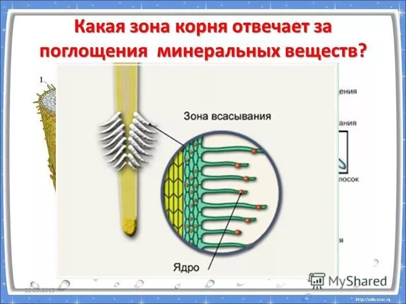 Какая зона корня обеспечивает поглощение воды