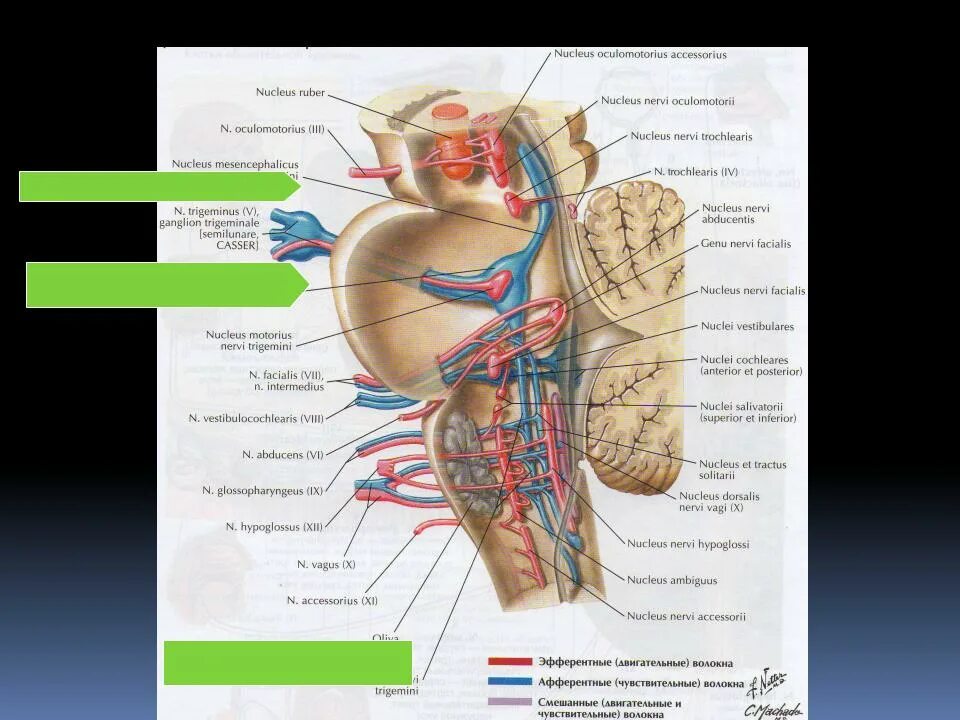 Ядра добавочного нерва. Двигательное ядро тройничного нерва располагается. Двигательное ядро тройничного нерва. Мостовое ядро. Мостовое ядро.