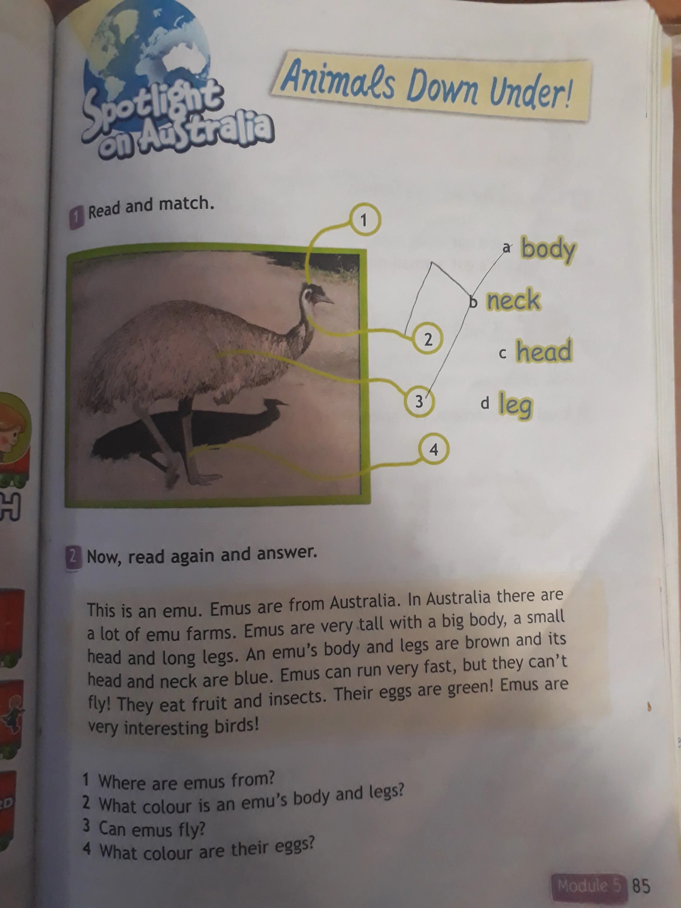 Now read and answer. Помоги сделать домашку по английскому. where are emus from перевести на русский. now, read again and answer. домашка. emu перевод на русский.