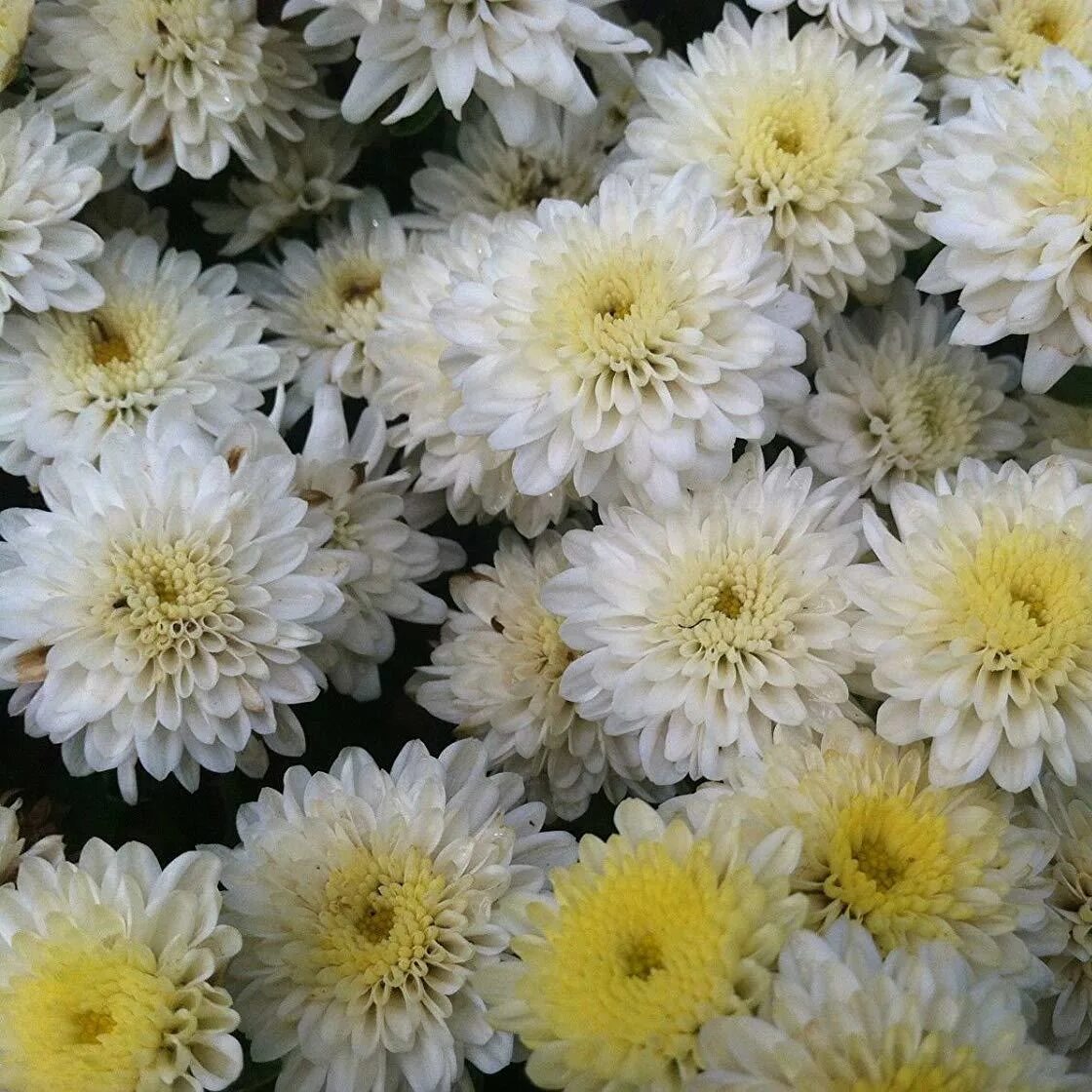 Хризантема корейская резея. Хризантема густав одноголовая. Букет кустовых хризантем. Хризантема одноголовая белая. 3одноголовые хризантемы +гипсофил.