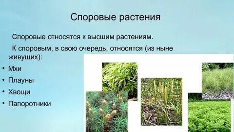 Почему споровые растения получили такое название