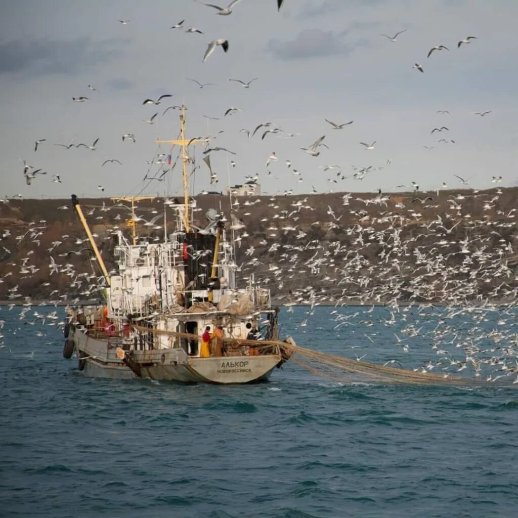 Рыболовецкое судно в черном море. Ловля хамсы на чёрном море. Промысел в Средиземном море. Хамса новороссийск