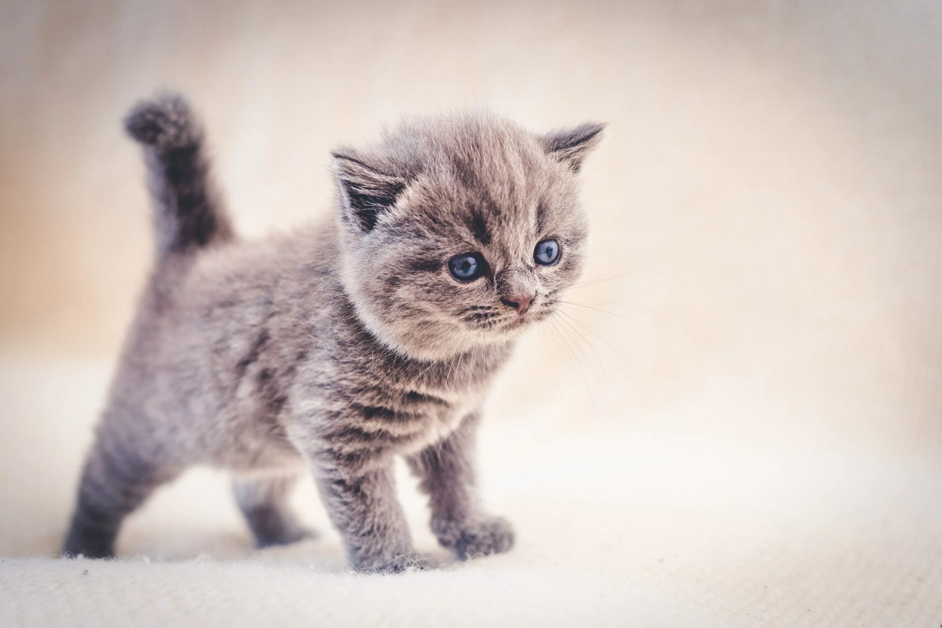 Какие котенки