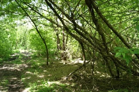 Роща разрослась