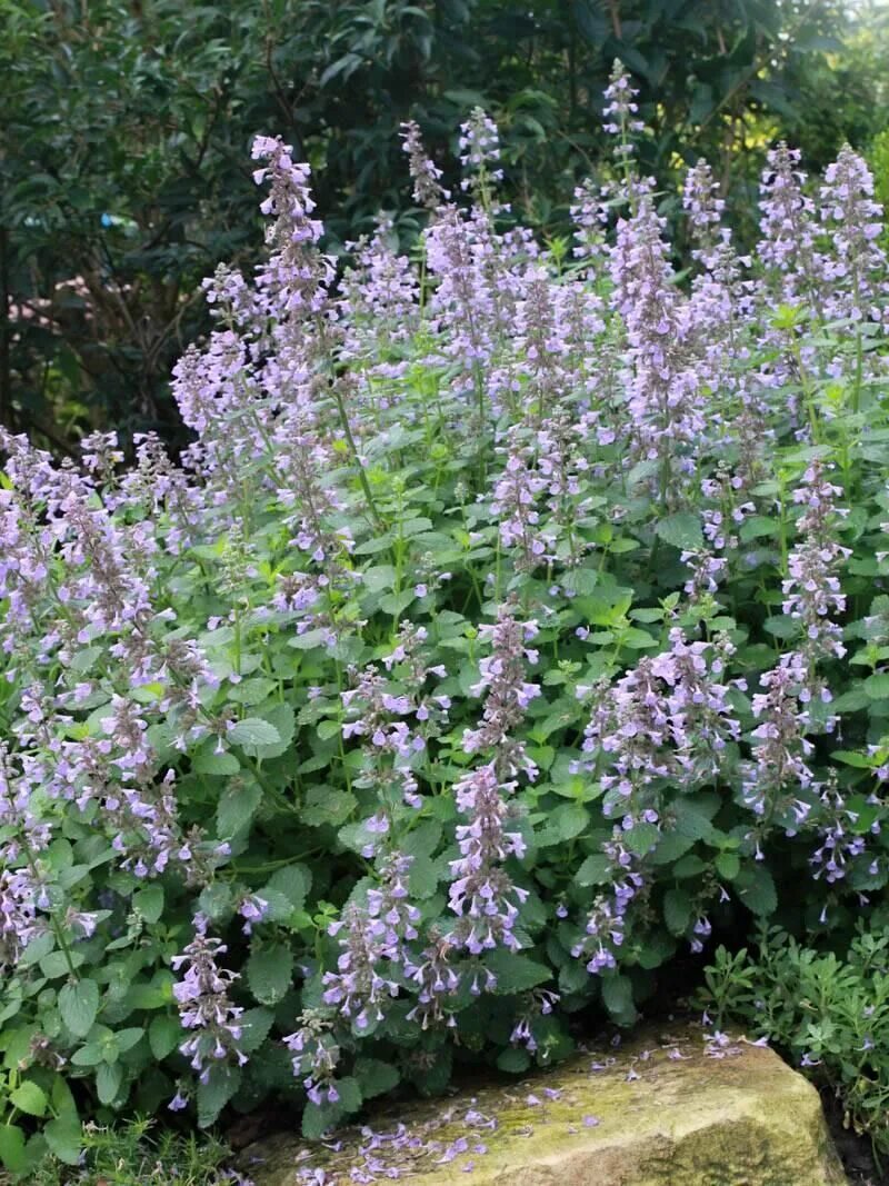Котовник фассена nepeta. Котовник фассена dropmore. котовник фассена (nepeta faassenii `dropmore`). котовник фассена (nepeta faassenii `purrsian blue`).