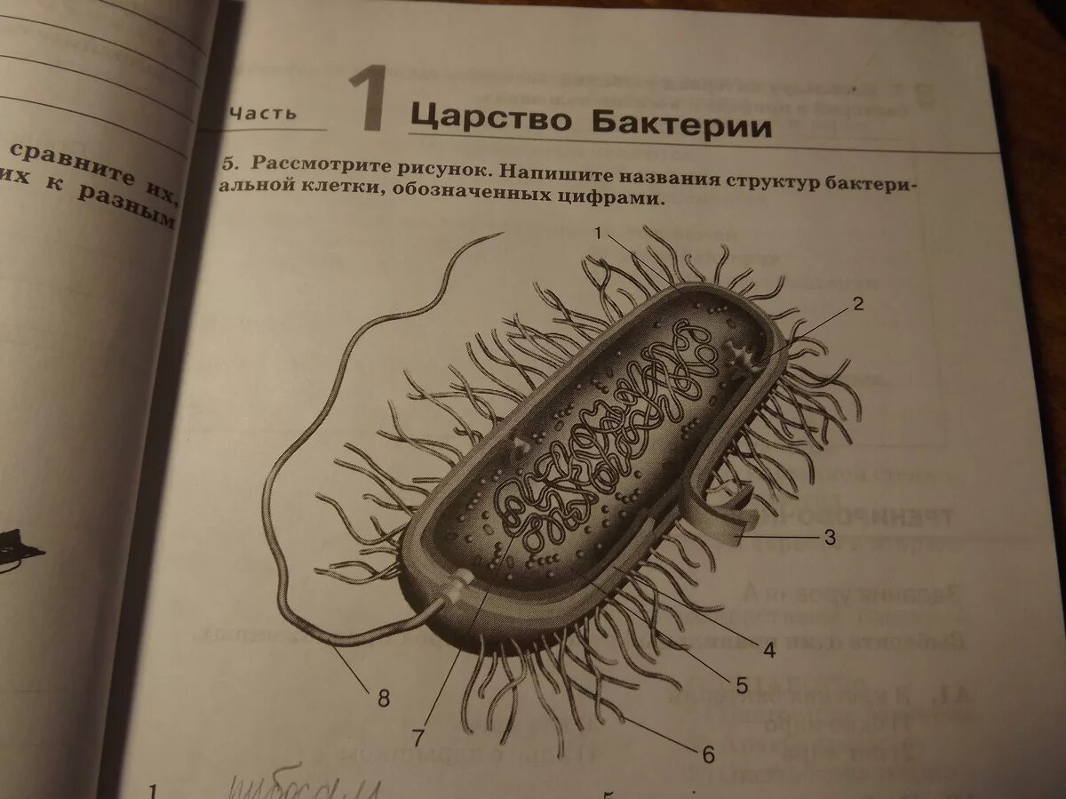 Строение клетки бактерии рисунок. Названия структур бактериальной клетки обозначенных цифрами. Структура бактериальной клетки обозначены цифрами. Строение бактериальной клетки ЕГЭ биология. Прокариотическая клетка ЕГЭ рисунок.