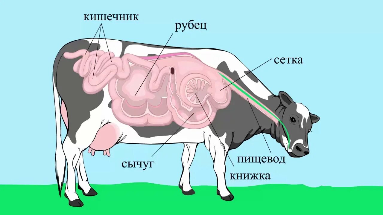 Что у коровы впереди у быка позади. Система пищеварения жвачных животных. Пищеварительная система КРС. Строение желудка жвачных КРС. Анатомия преджелудков коровы.