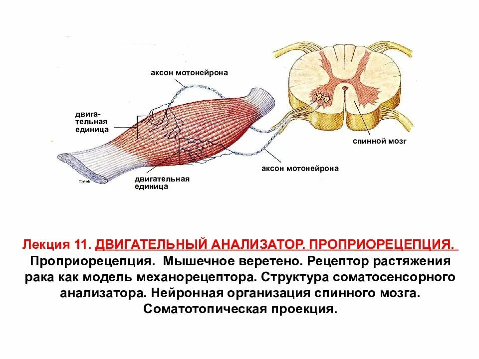 Мышечный анализатор. Мышечное Веретено двигательный анализатор. Рецепторы двигательного анализатора. Проприорецепц. Мышечное чувство конспект